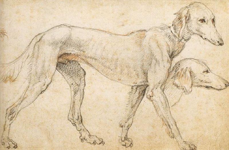  Studies of a Greyhound